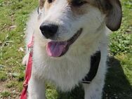 Tychos Lieblingsmenschen gesucht - Bissingen