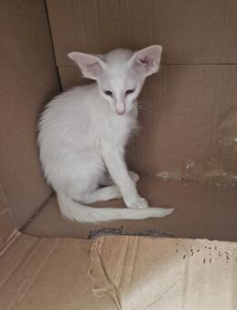 Balinesen und Orientalen Halblanghaar Kitten - Berlin