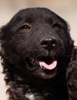 Flynn 💗offener, verspielter Hundejunge - Hamburg