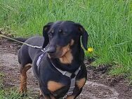 Sissy liebevoller Dackelmix - Rambin
