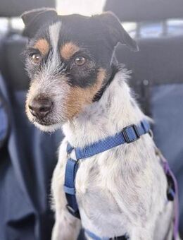 Thor hätte auch so gerne eine Familie - Laatzen