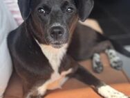 Kuschelige Libby - Stuttgart