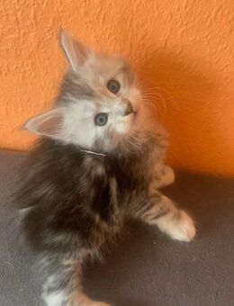 Reinrassige Main Coon Kitten - Duisburg