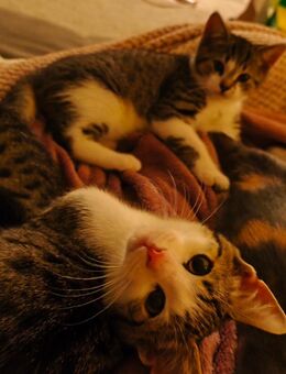 4 Katzen Kitten geb. 08.06.25 - Osterholz-Scharmbeck