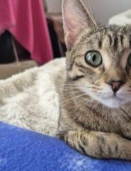 Sanfter Schnurrzel: Bereit für Liebe - München