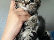 Bkh-Perser letzter kleine kitten - Duisburg
