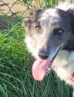 Blue- liebes, schlaues Kerlchen - Freudenstadt