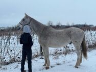 15 jähriger Schimmel - Lützen