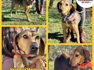 Mona Jagdhund Hündin Mischling sportlich - Margetshöchheim
