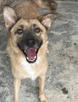 COOKIE passt auf - Weiterstadt