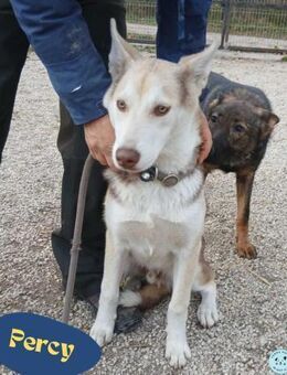 Percy VA,voller Energie, Charme und Herz - Rheine