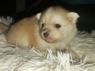 Pomeranian 1 Hündin husky Farbe - Lübeck