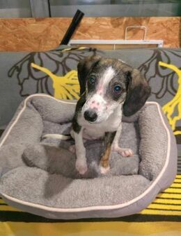 Walnaut klemmte eine Walnuss im Maul - Augsburg