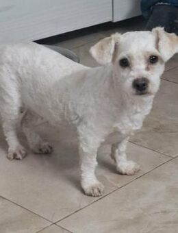 Bambina sucht ein neues Zuhause - Blankenheim (Nordrhein-Westfalen)