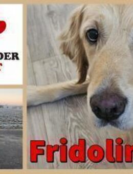 Golden Retriever Fridolin sucht .... - Margetshöchheim