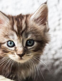 Maine Coon Kätzchen Katzen Katzenbaby Handaufzucht - Deggendorf