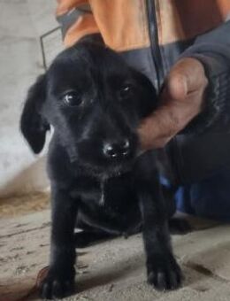 Nora 30 cm (Nov 25, wächst noch) - Alpenrod