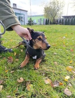 Pixel - anhänglich und verschmust - Rheine