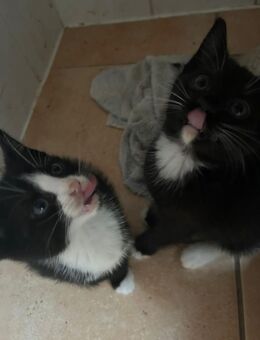 Mai Kater Welpen Abzugeben - Mirow