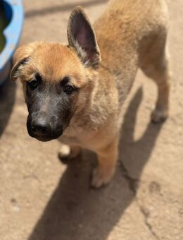 Malamute Malinois Welpen - Bad Frankenhausen (Kyffhäuser)