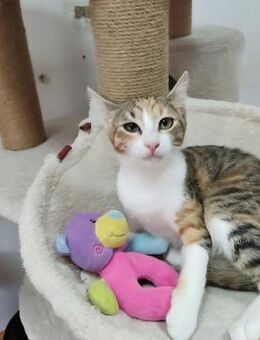Verschmustes Katzenmädchen HANA ♥️ - München