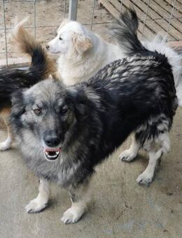 Elvis zu schön für das Tierheim - Blankenheim (Nordrhein-Westfalen)