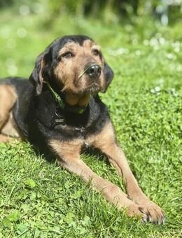 LUCA (*2019) auf PS in76829 Landau - Landau (Pfalz)