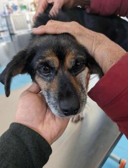 Hundeomi Lie sucht warmes Zuhause - Chemnitz