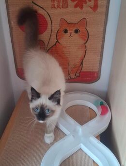 Kittenfreundin (geimpft!) gesucht! - Bocholt