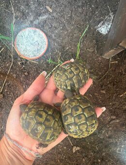 Wunderschöne Landschildkröten NZ 23 - Taufkirchen (Landkreis München)