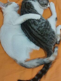 🐈 Babykatzen Lia und Felix 🐈 - Eislingen (Fils)