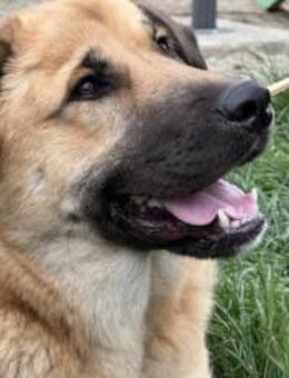 Die tolle Resa wartet auf dich - München