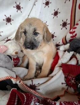 Arla soll nicht in Rumänien aufwachsen - Blankenheim (Nordrhein-Westfalen)