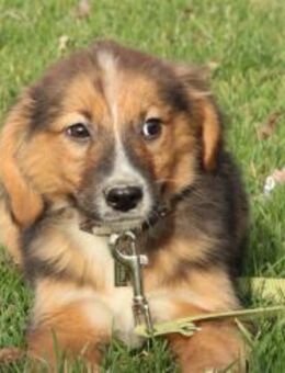 Pan sucht sein Für-Immer-Zuhause! - Hagen (Stadt der FernUniversität)