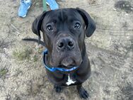 10 Mon. alter Dogge - Cane Corso - Mix - Ahrensfelde