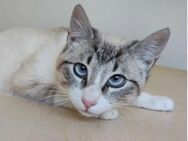 Volcán- dringend liebes Zuhause gesucht - Wilhelmsfeld