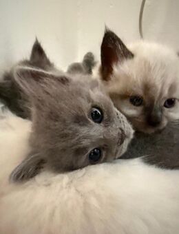 BLH Kitten / Katzenbabys / Katze / Welpen - Langenhagen