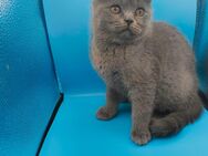 Süße BKH Katzen Babys - Jerxheim
