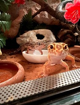 Leopardgeckos nur zusammen weiblich - Duisburg