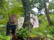 Weibliche Katze zu verkaufen - München Allach-Untermenzing