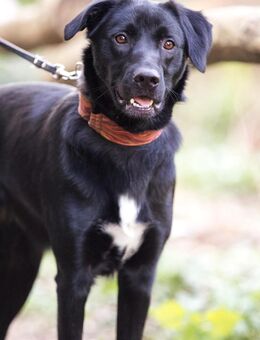 Sora, Mali-Mix, 2 Jahre alt sucht Dich! - Lüdenscheid