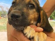 Zuckersüße RUBY sucht Kuschelplatz - Sehnde