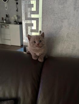 Kitten BKH - Rotenburg (Wümme)