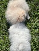 Pomerian Spitz-Hündin in 51377