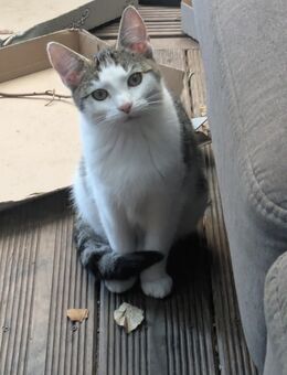Katze abzugeben - Lürschau
