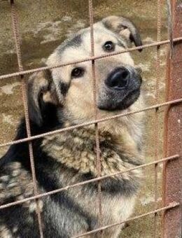 MALAKI unser kluger Hundejunge....... - Kempen