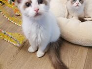 Ragdoll Kitten mit Stammbaum ab sofort - Gochsheim