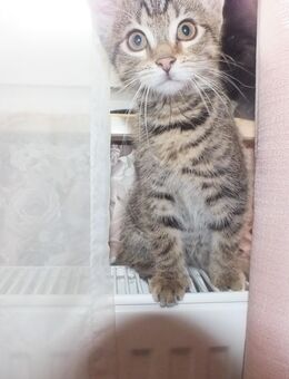 Süße Babykatzen suchen ein liebevolles Zuhause EKH - Essen