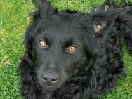 Hundekid MARY - Gefrees