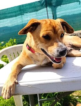 Gechillter, kleiner Sonnenschein sucht - Berlin
